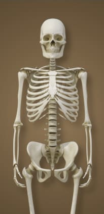 The Skeleton