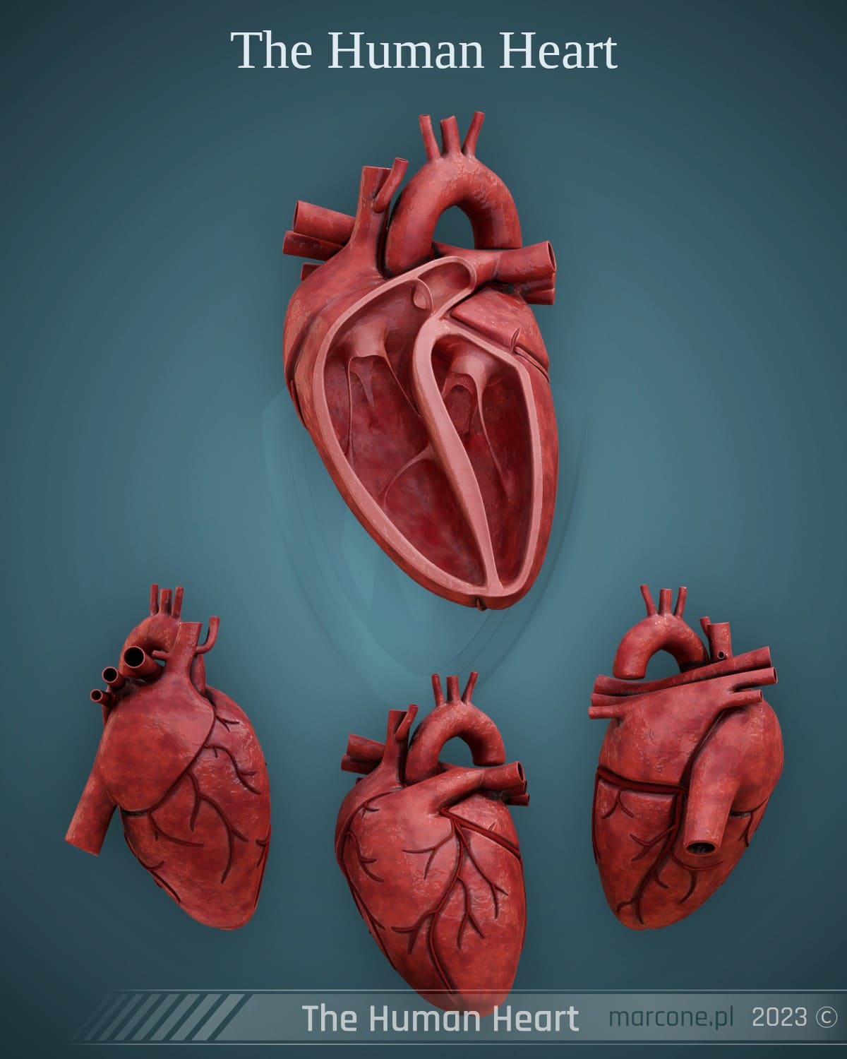 The human heart