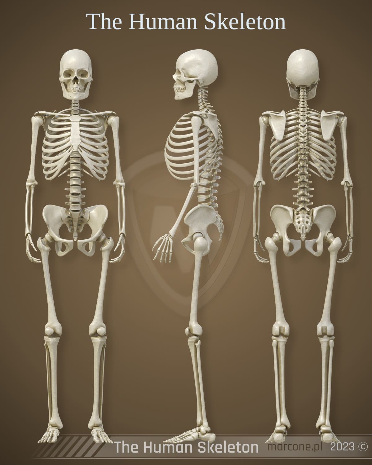 The human skeleton
